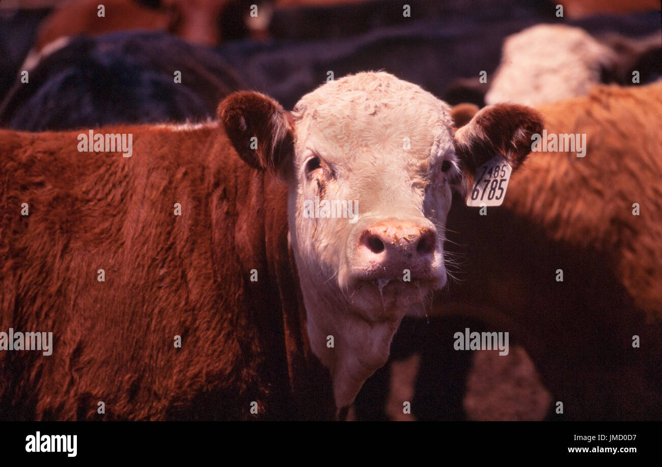 Cattle feed on a commercial feedlot prior to slaughter for beef Stock