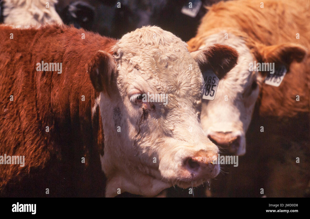 Cattle feed on a commercial feedlot prior to slaughter for beef. Stock Photo