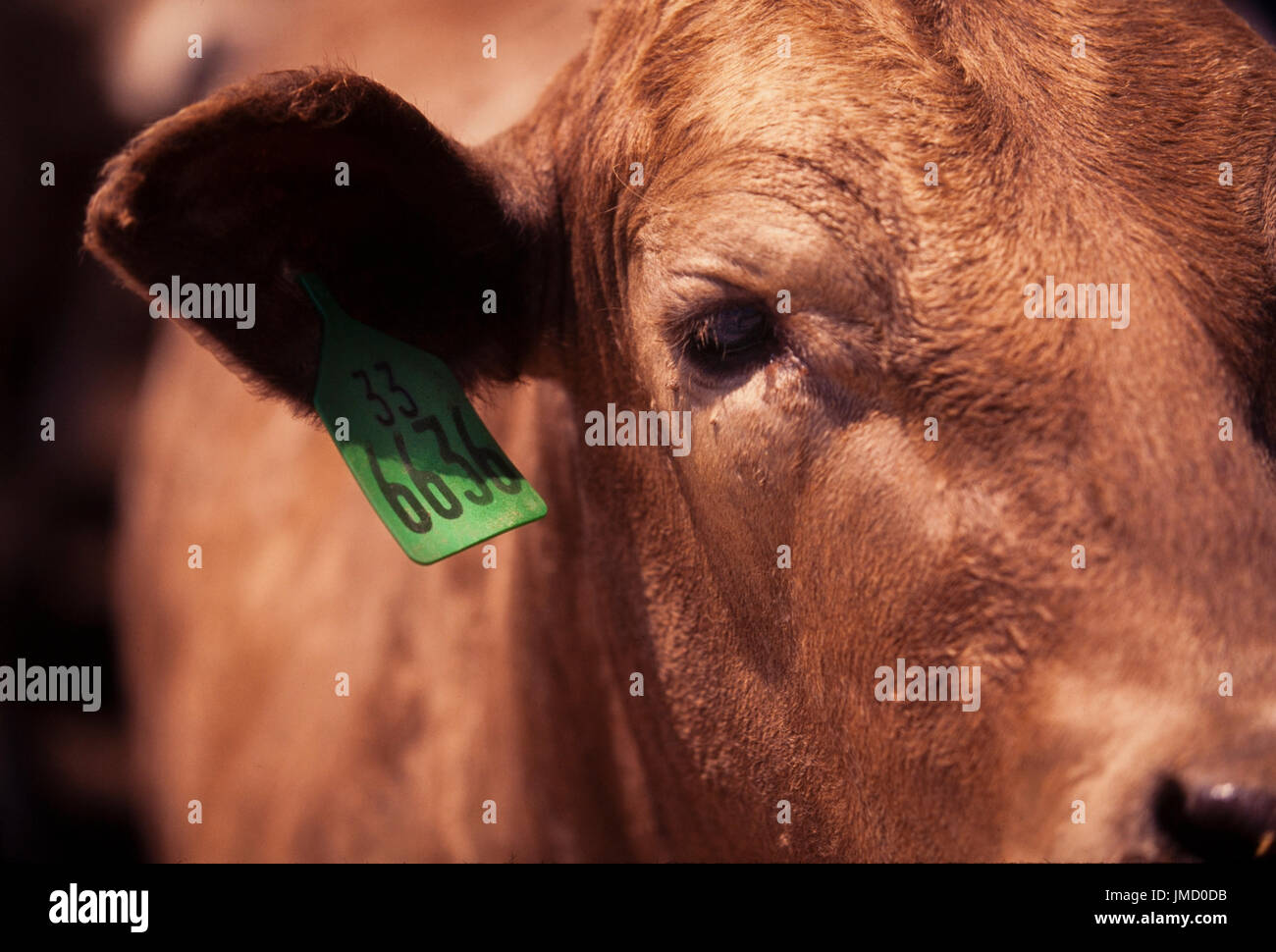 Cattle feed on a commercial feedlot prior to slaughter for beef. Stock Photo