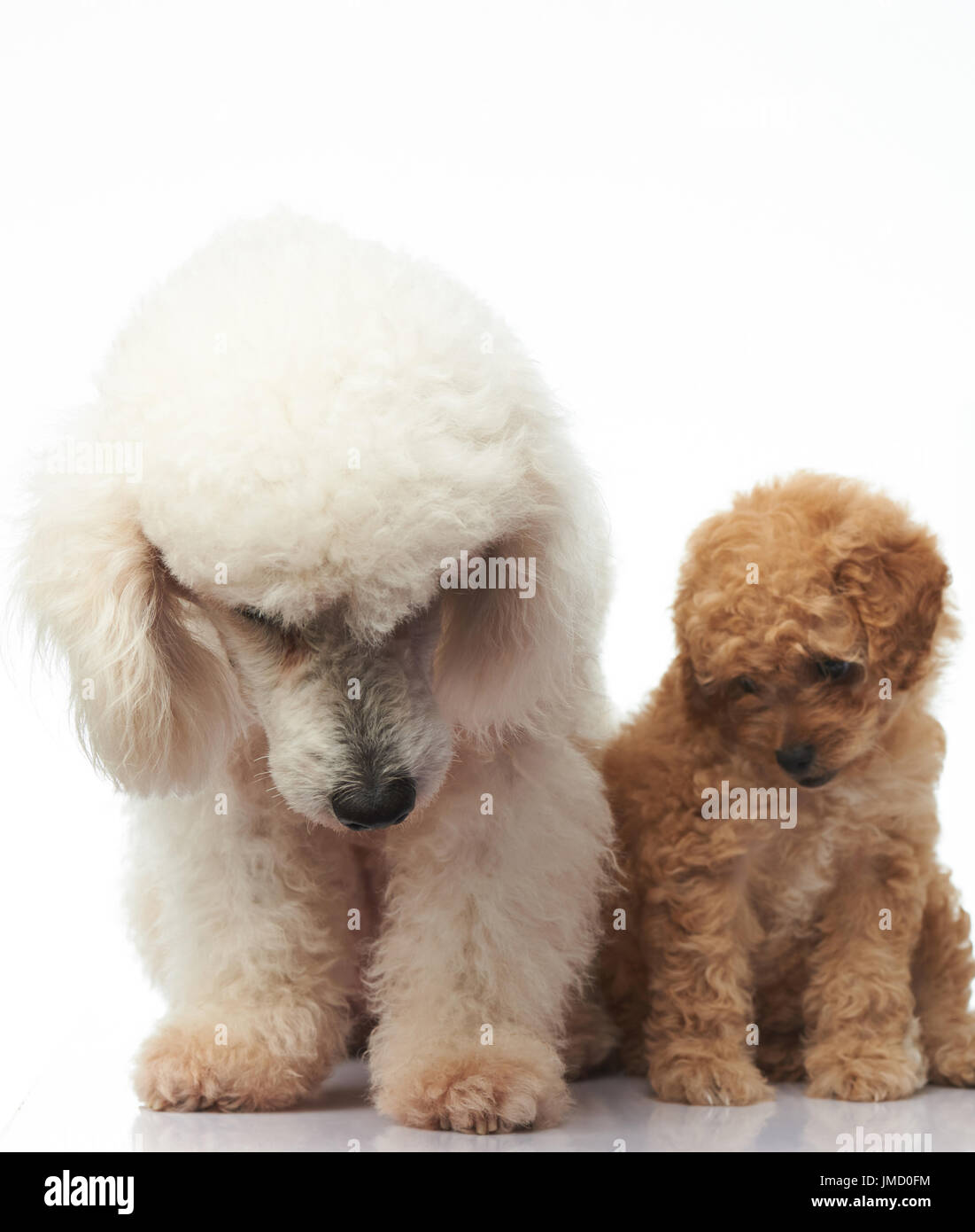 Poodle puppy sit with mom isolated on white background Stock Photo