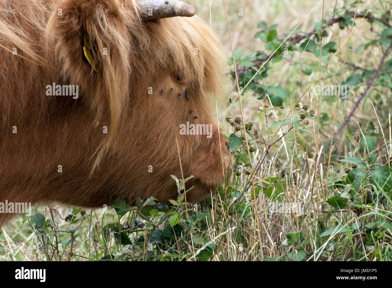 Highland cow trying the blackberries Stock Photo Alamy