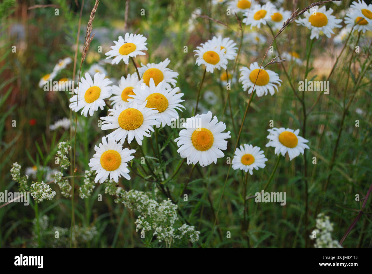 Leucanthemum vulgare (the ox-eye daisy or oxeye daisy) is a widespread ...