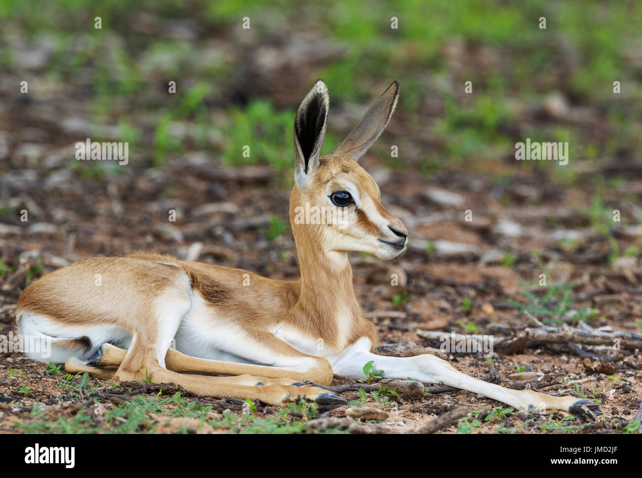 Springbok (Antidorcas marsupialis), newborn lamb resting. During the rainy season in green surroundings Stock Photo