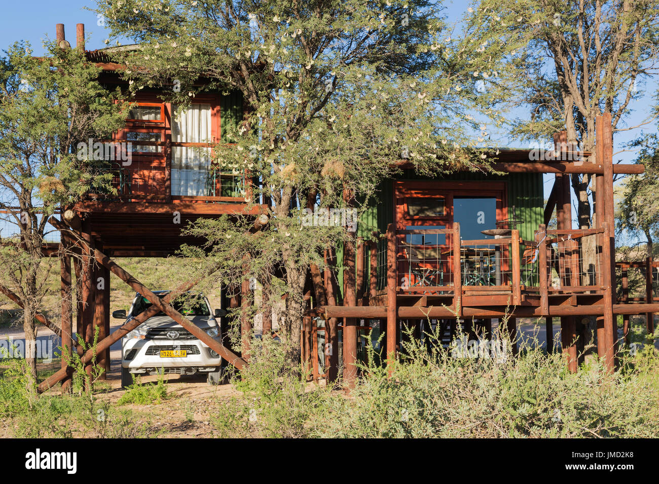 The Urikaarus Wilderness Camp with its cabins built on stilts is situated at the bank of the dry Auob riverbed. The tress are Camelthorn trees (Acacia erioloba). Kalahari Desert, Kgalagadi Transfrontier Park, South Africa. Stock Photo