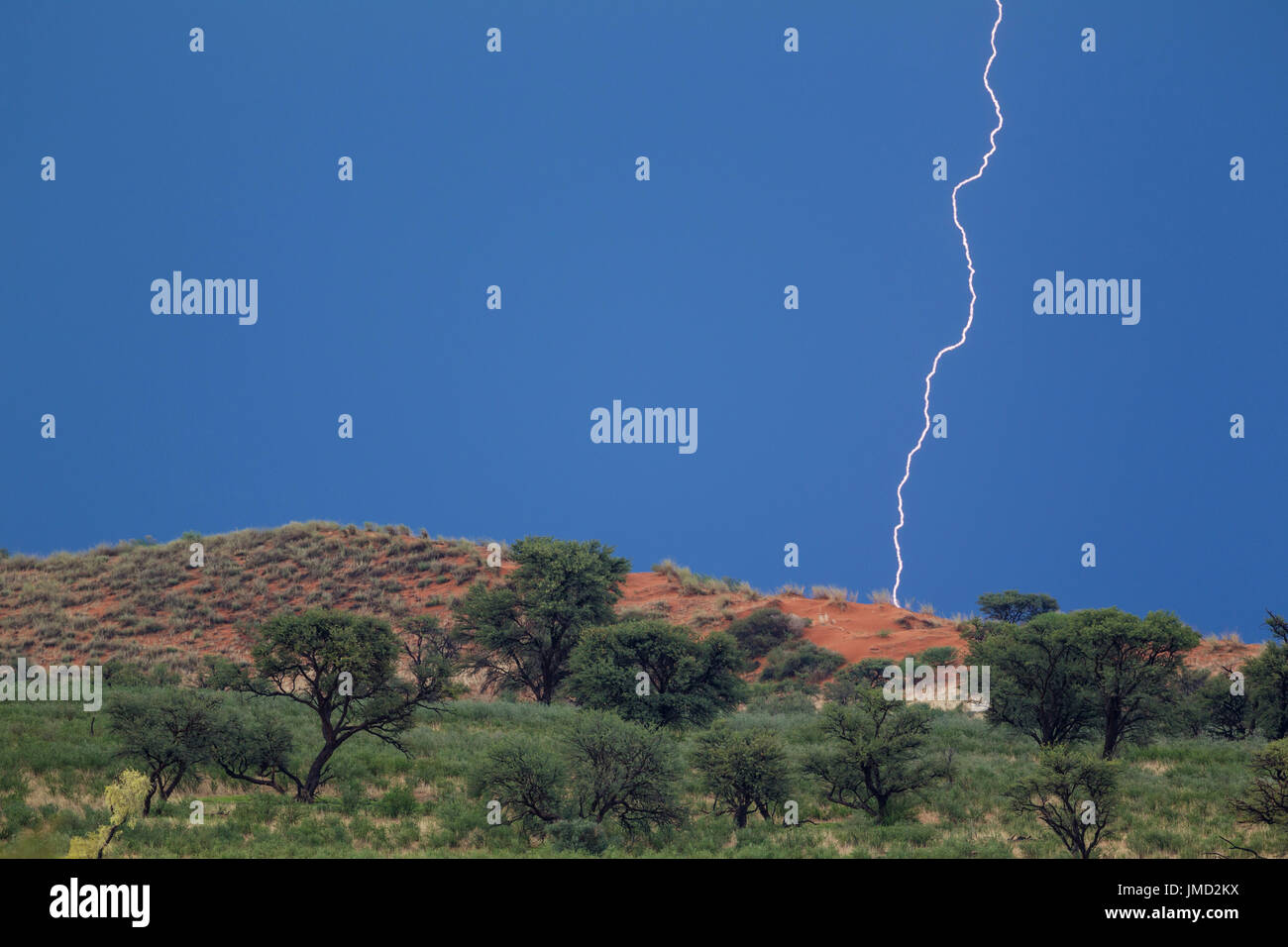Grass-grown sand dune and Camelthorn trees (Acacia erioloba) in the Kalahari Desert. In January during the rainy season with thunderstorm and lightning. Stock Photo