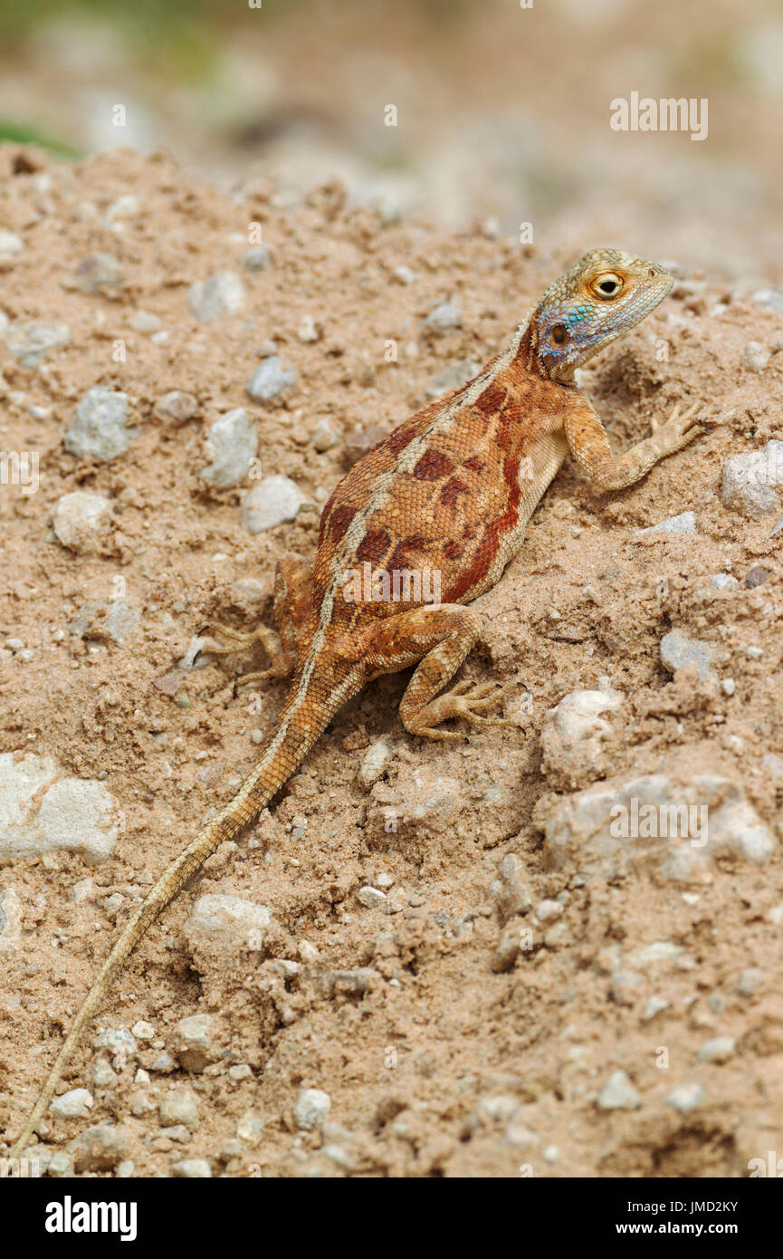 Ground Agama (Agama aculeata). Pregnant female. Digging out a burrow. Stock Photo