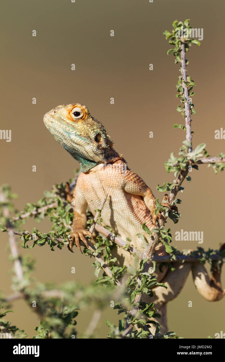 Ground Agama (Agama aculeata). Breeding males develop the blue throat and sides of the head and like to display on low scrubs. Stock Photo