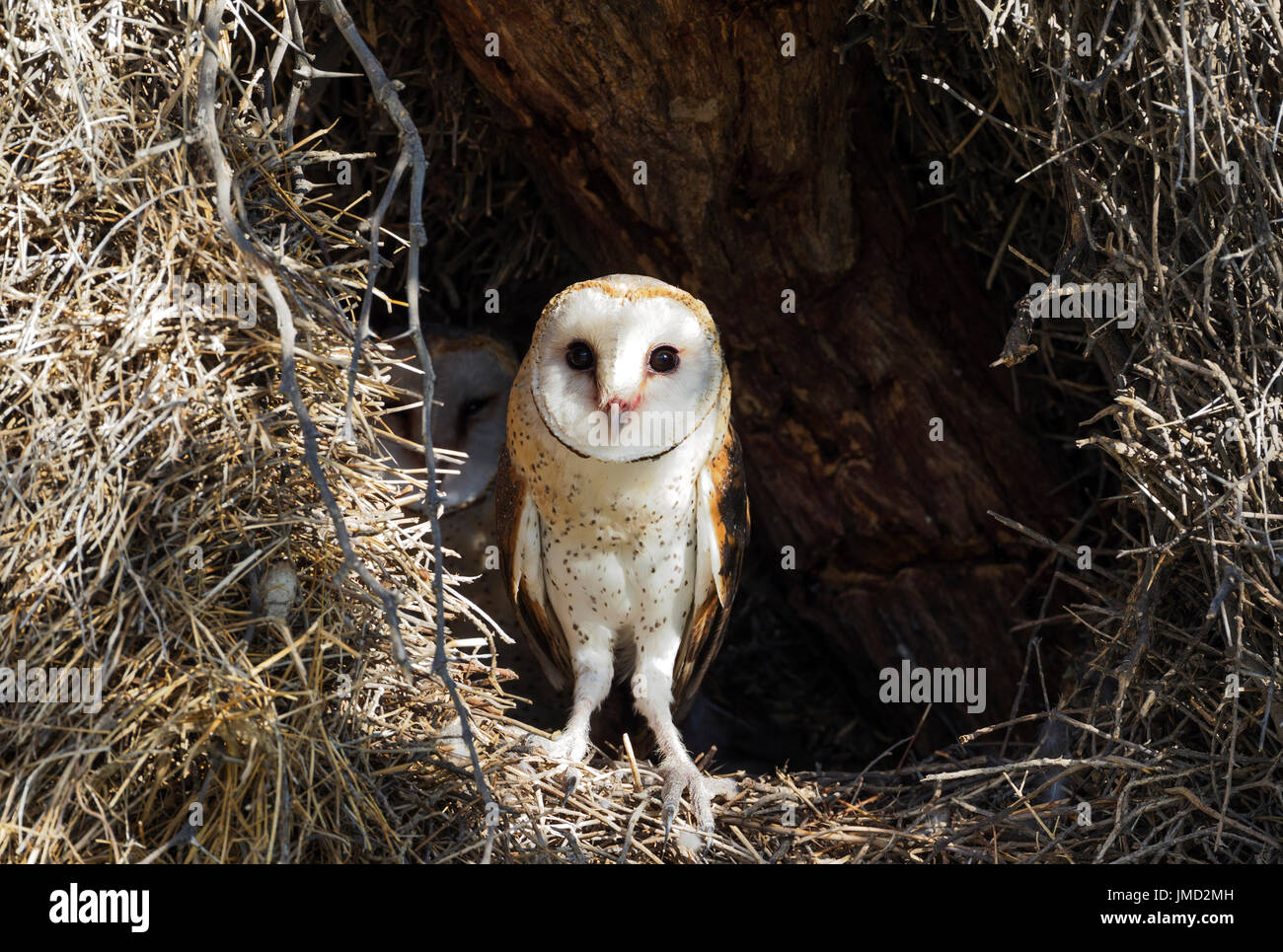 Barn Owl (Tyto alba). Female at the entrance of its nest. In the background the male. Stock Photo