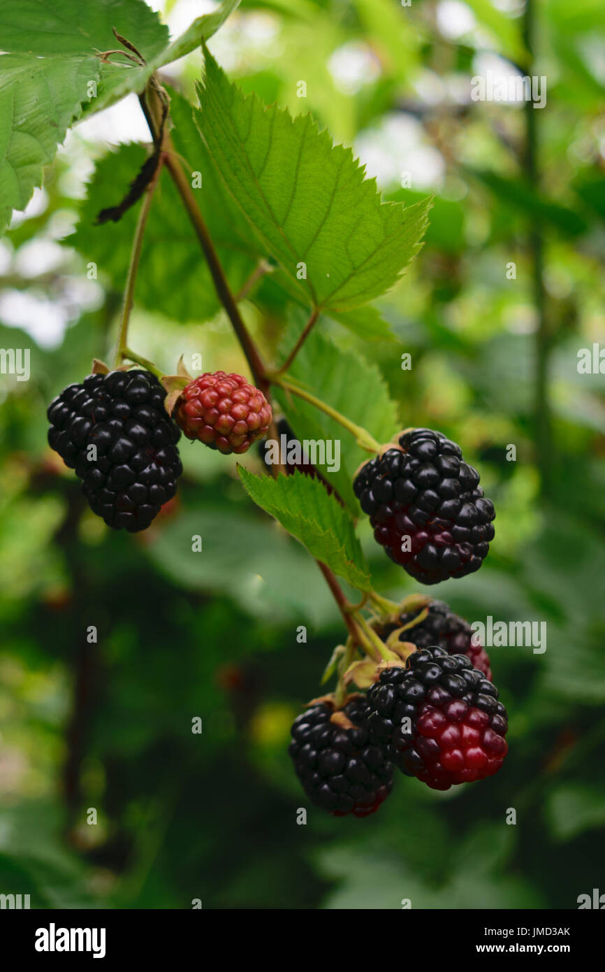 wild blackberries - organic, fresh berries. Stock Photo