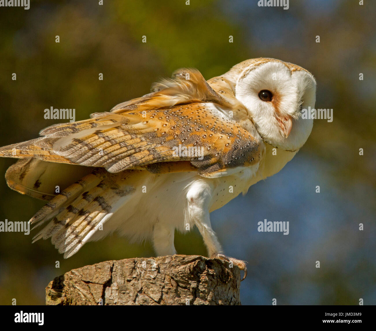 British barn owl, Tyto alba, perched on wooden stump against dark background Stock Photo