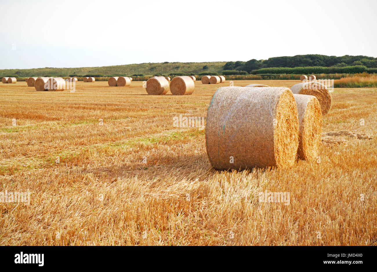Round straw bales in a field after harvesting crop at Waxham, Norfolk