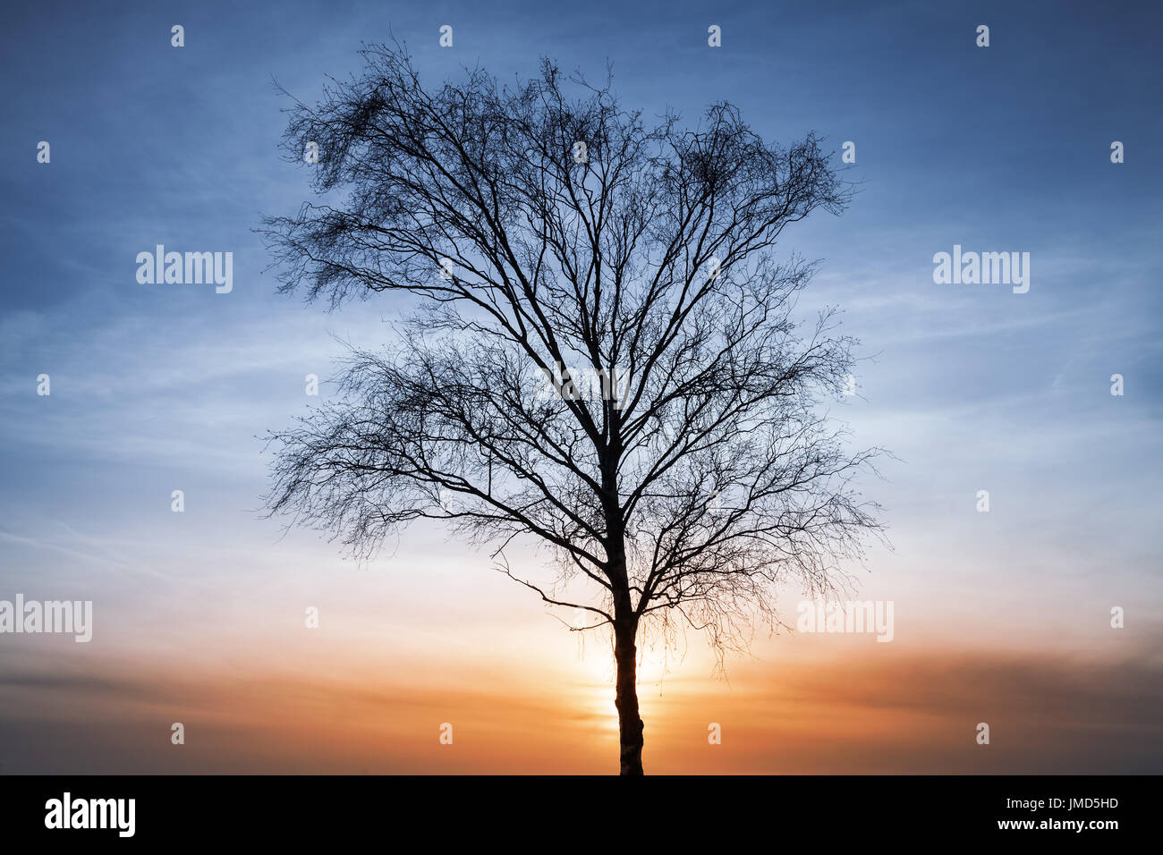 Silhouette of bare tree over colorful cloudy sky background at sunset ...