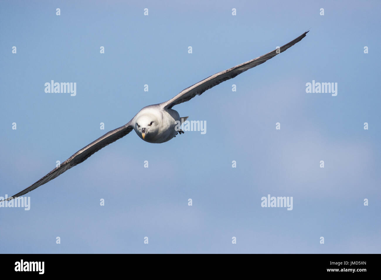 Fulmar (Fulmarus glacialis) in flight, flying towards camera against a blue sky Stock Photo
