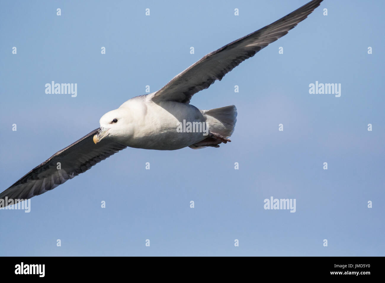 Close up of Fulmar (Fulmarus glacialis) in flight,flying to left of frame Stock Photo