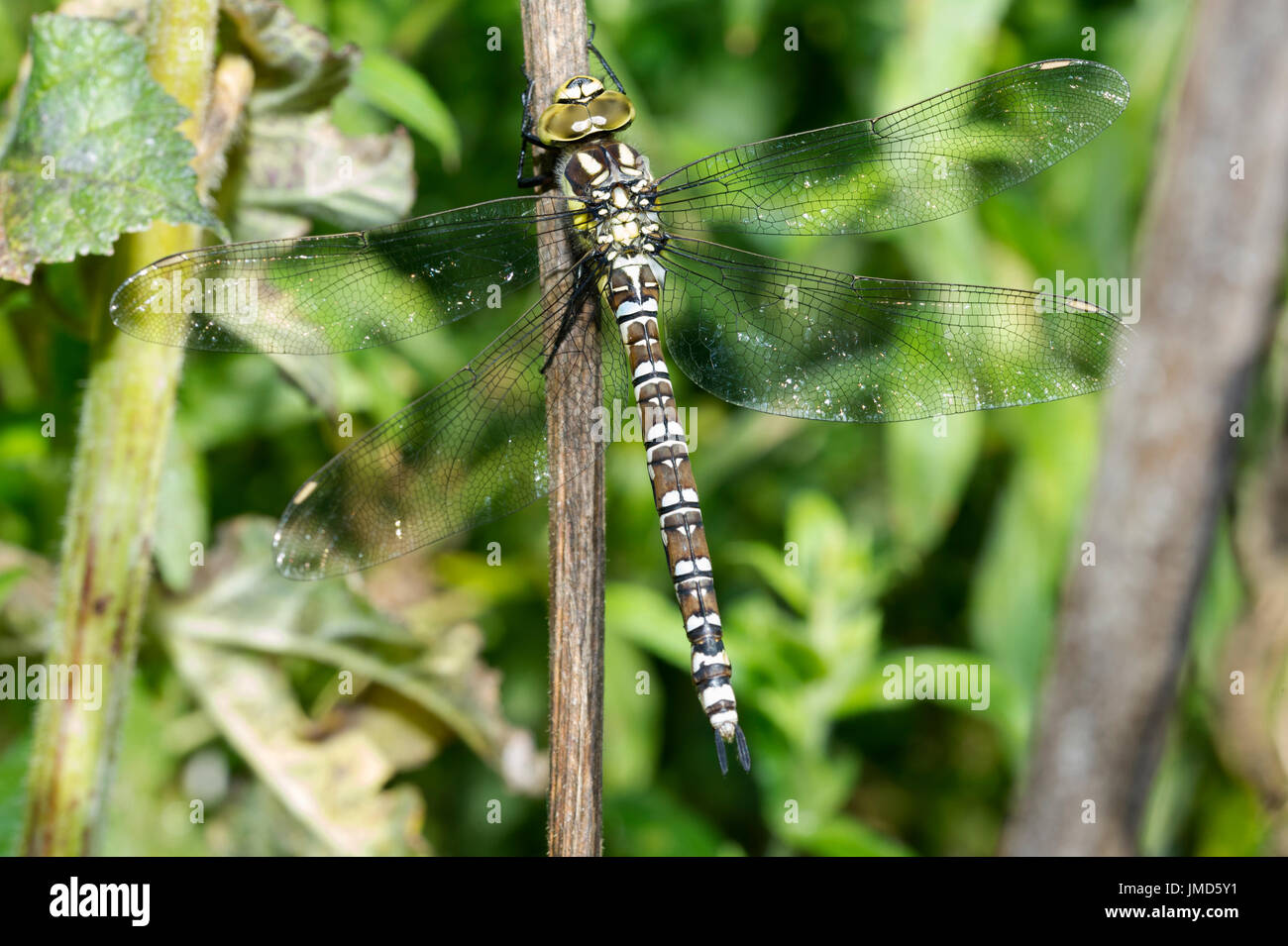 A Southern Hawker (Aeshna cyanea) Dragonfly drying out after a summer storm in the East Yorkshire Countryside Stock Photo