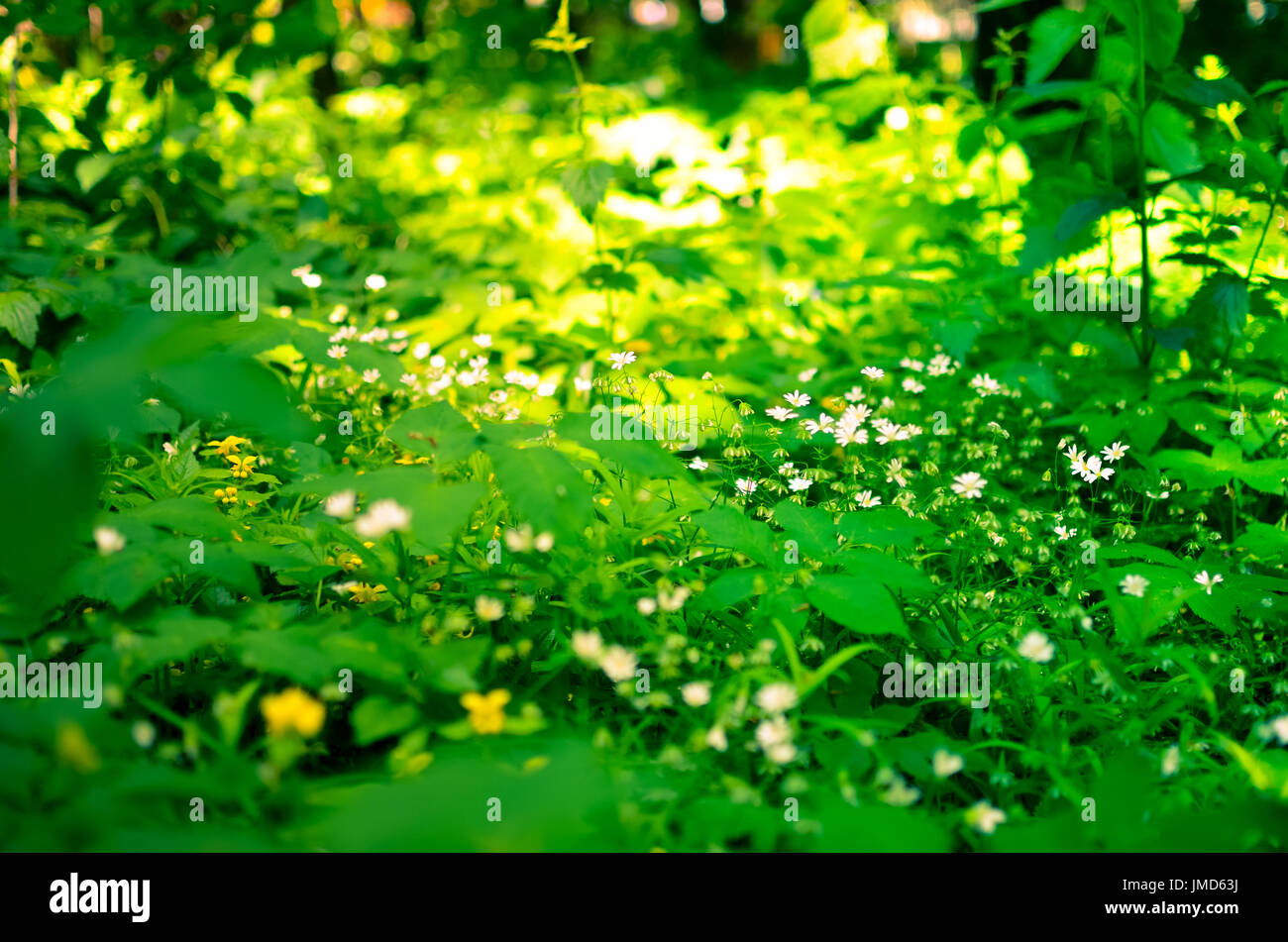 Spring Asperula graveolens white flowers horizontal background Stock Photo