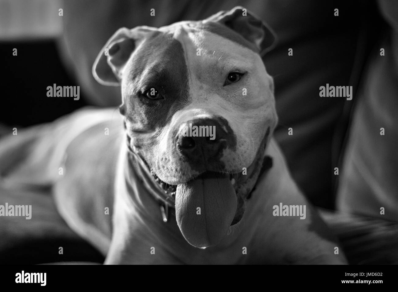 A mixed breed pitbull dog (American and American Staffordshire Pit Bull Terriers) (Canis lupus familiaris) pants, looking happy. Stock Photo