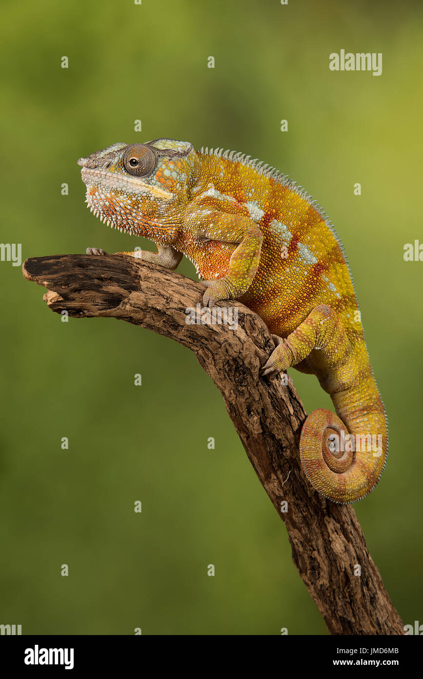 Close up photograph of a panther chameleon climbing up a branch with its tail curled up set against a green background Stock Photo