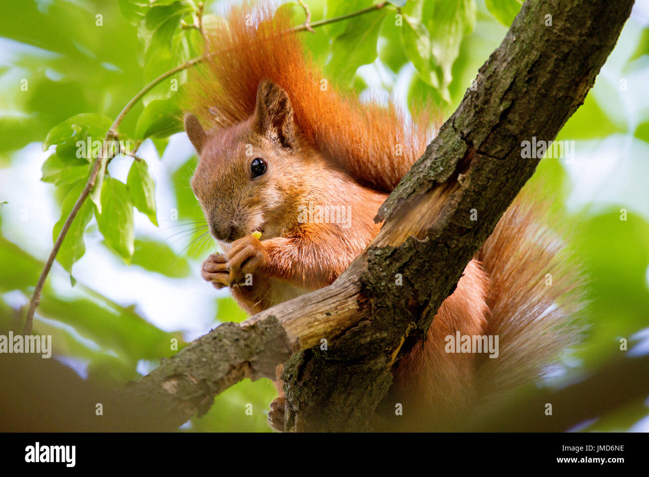 An image of a wild animal a squirrel on a tree eats Stock Photo