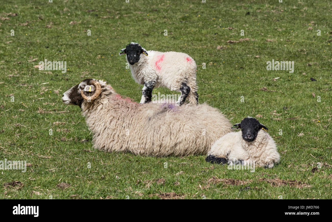 Sheep at Thwaite in Swaledale Stock Photo