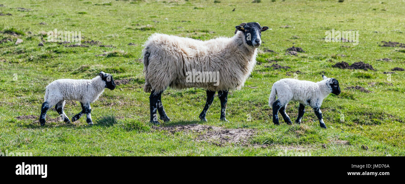 sheep-at-hutton-le-hole-on-the-north-york-moors-stock-photo-alamy