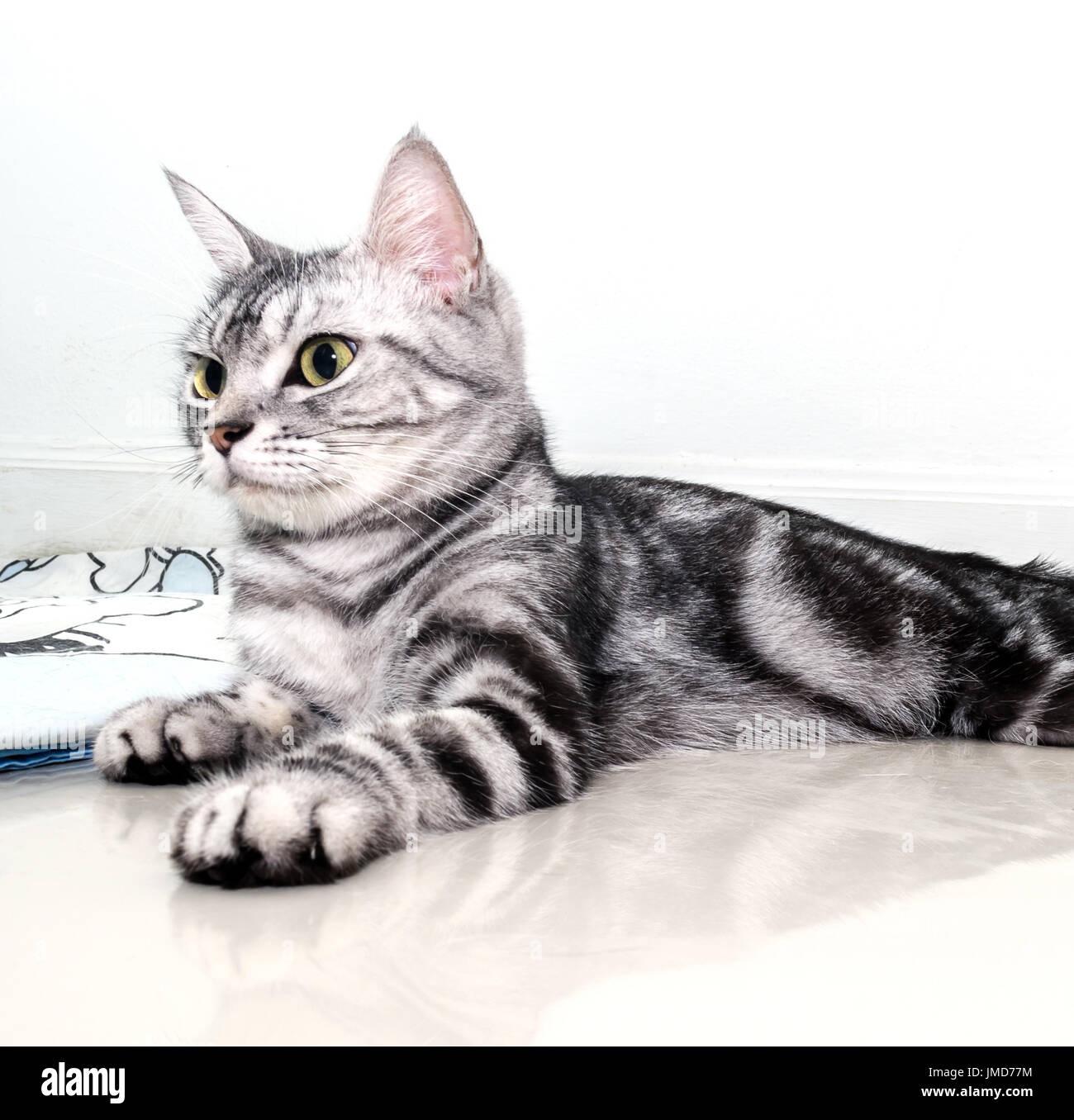 American Shorthair Cat Is Sitting And Looking Forward Stock Photo
