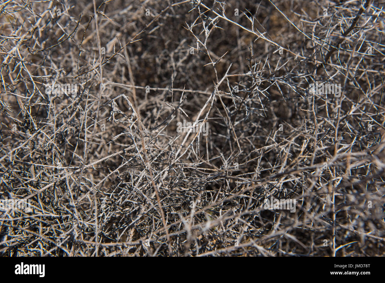 Mediterranean bush, briar thorn living in arid desert Stock Photo