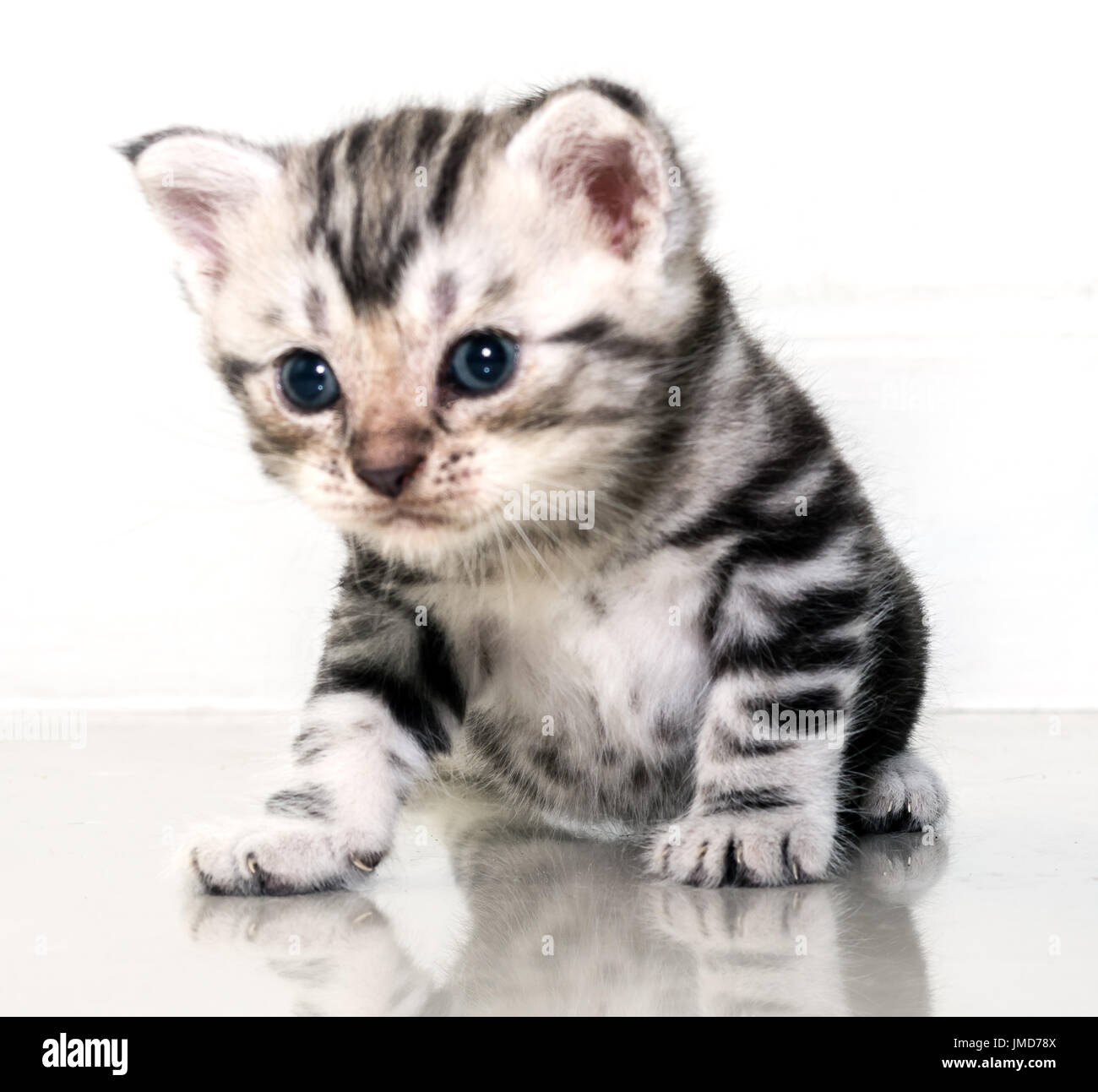 Cute American Shorthair Cat Kitten With Copy Space Stock Photo