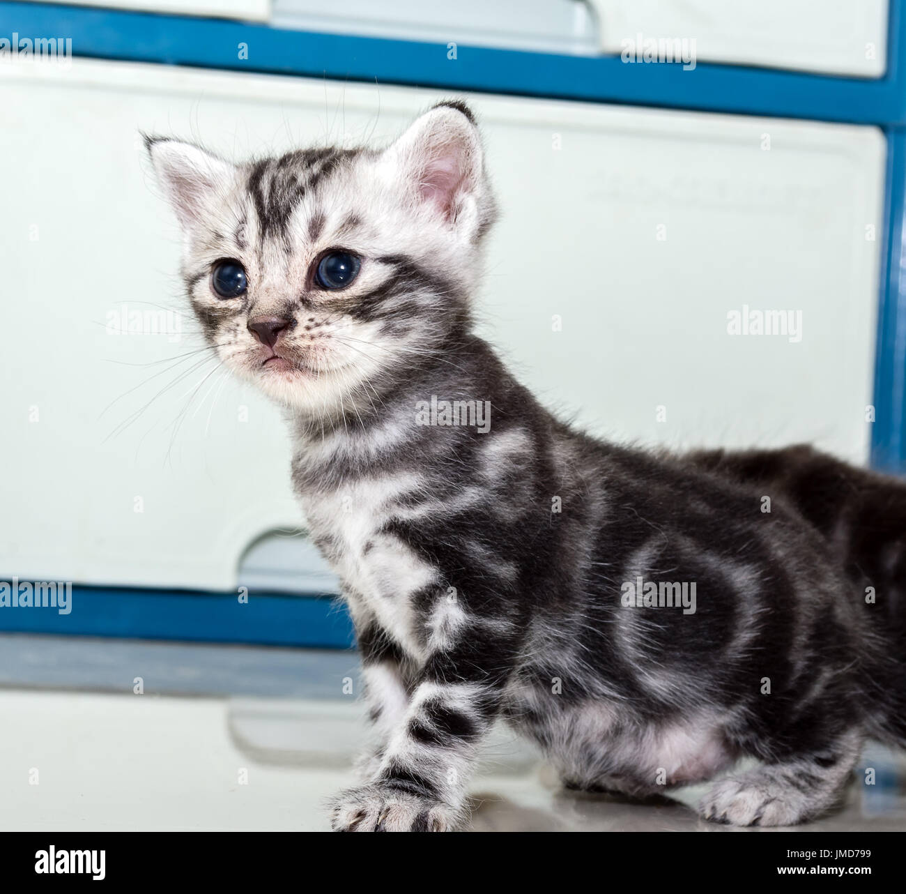 Cute American Shorthair Cat Kitten With Copy Space Stock Photo