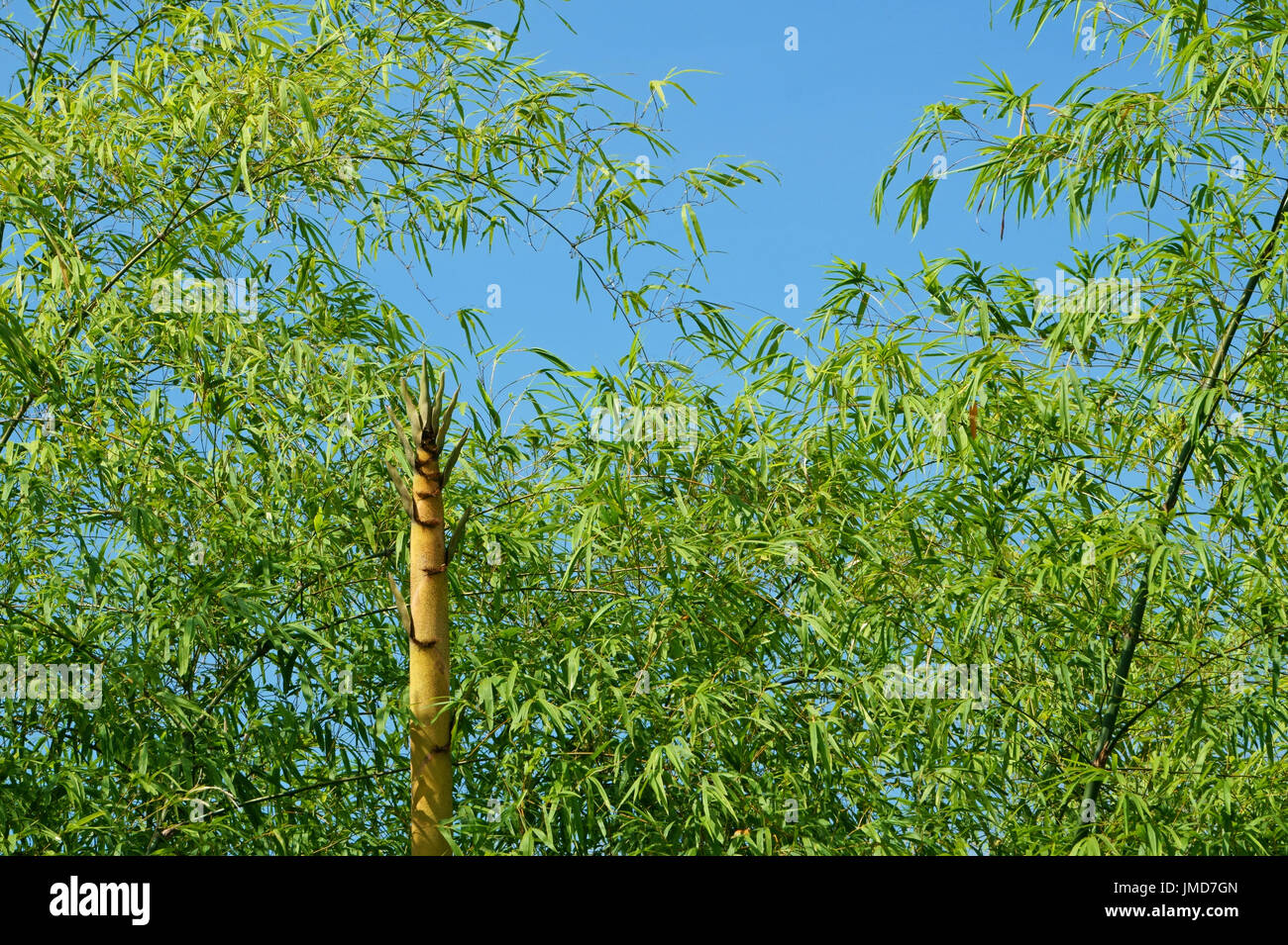 A bamboo shoot of bamboo trees in the field Stock Photo Alamy