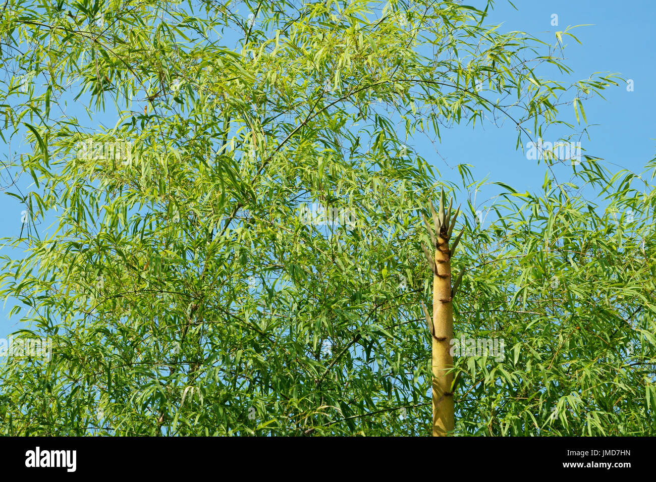 A bamboo shoot of bamboo trees in the field Stock Photo Alamy