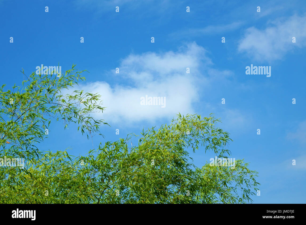 Green bamboo leaves against blue sky Stock Photo