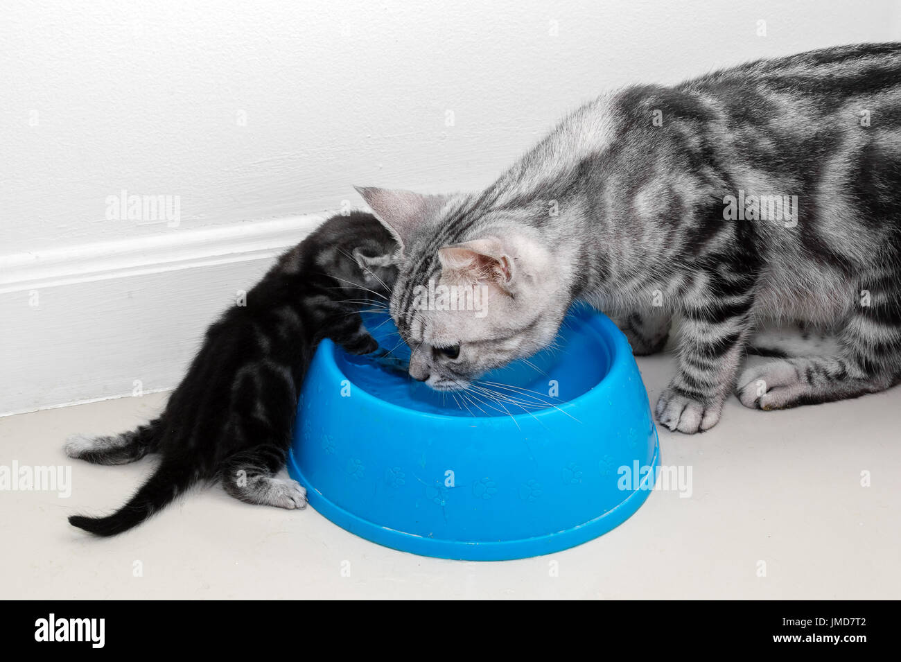 Scottish Fold Adult Cat Lying Stock Photos Scottish Fold Adult