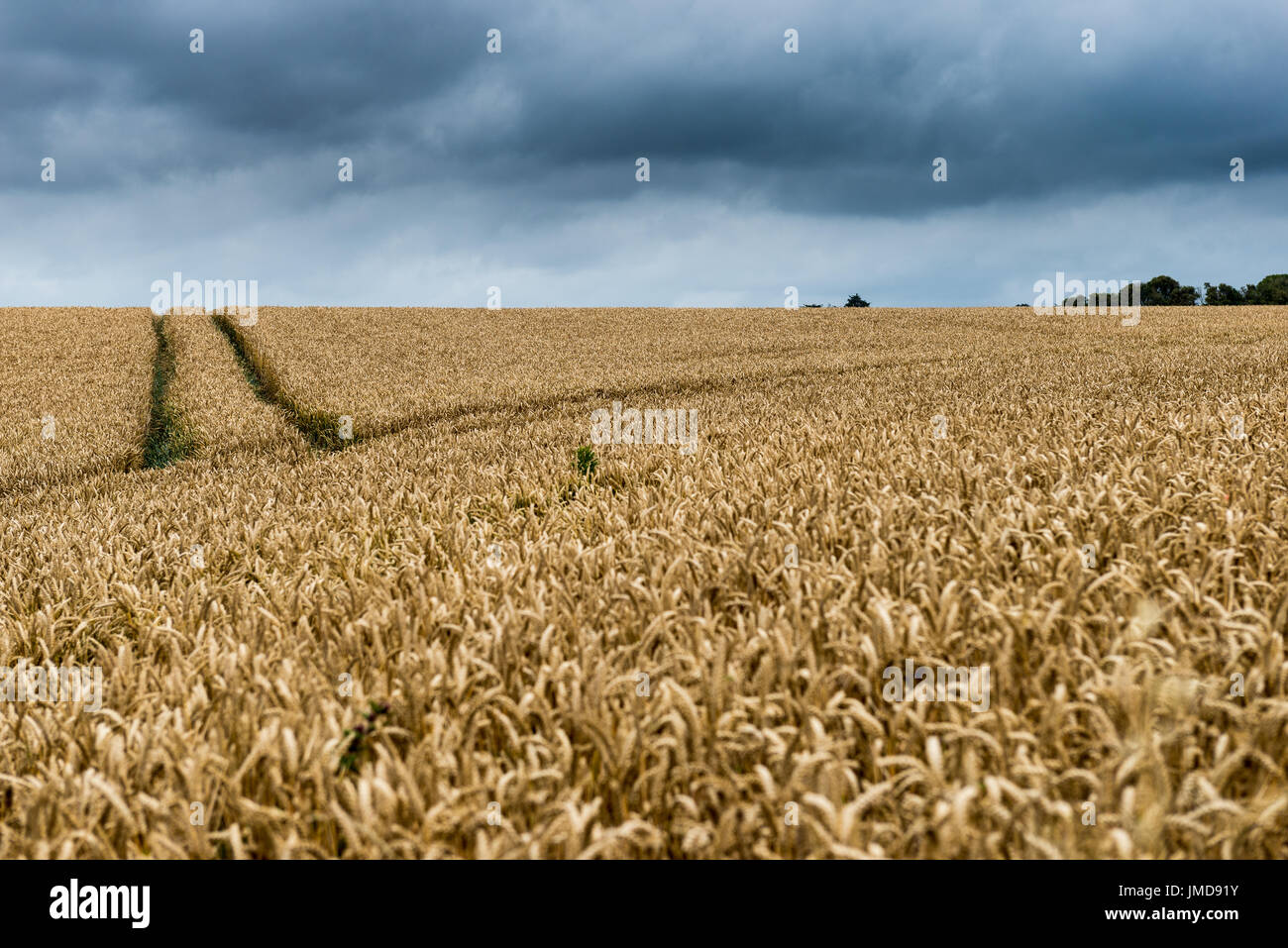 Wheat field with tractor tracks Stock Photo - Alamy