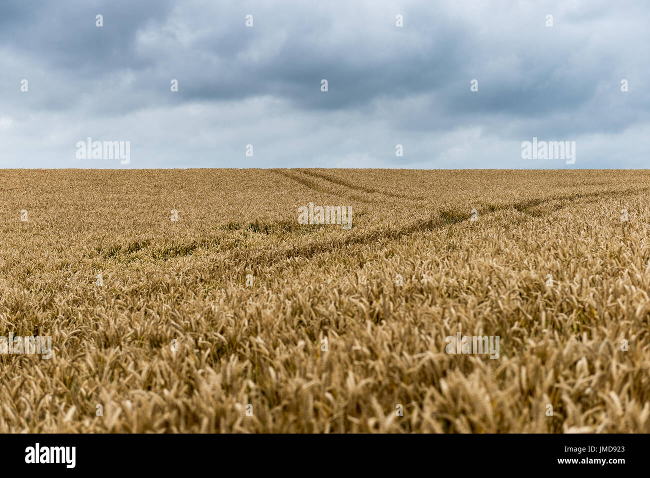 Wheat field with tractor tracks Stock Photo - Alamy