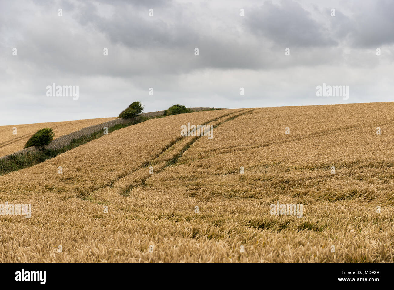 Wheat field with tractor tracks Stock Photo - Alamy