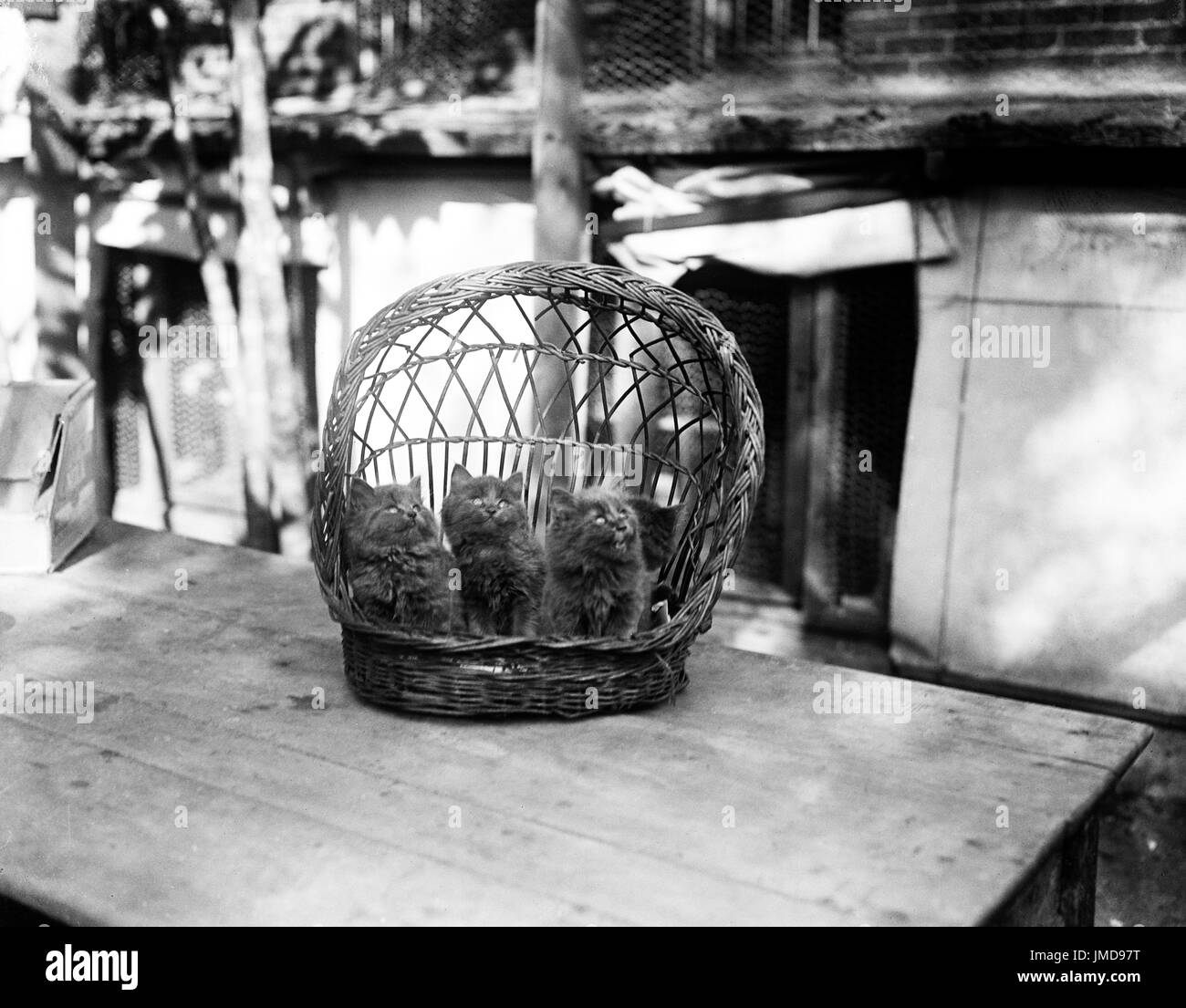 Three Kittens in Basket, Harris & Ewing, 1920 Stock Photo