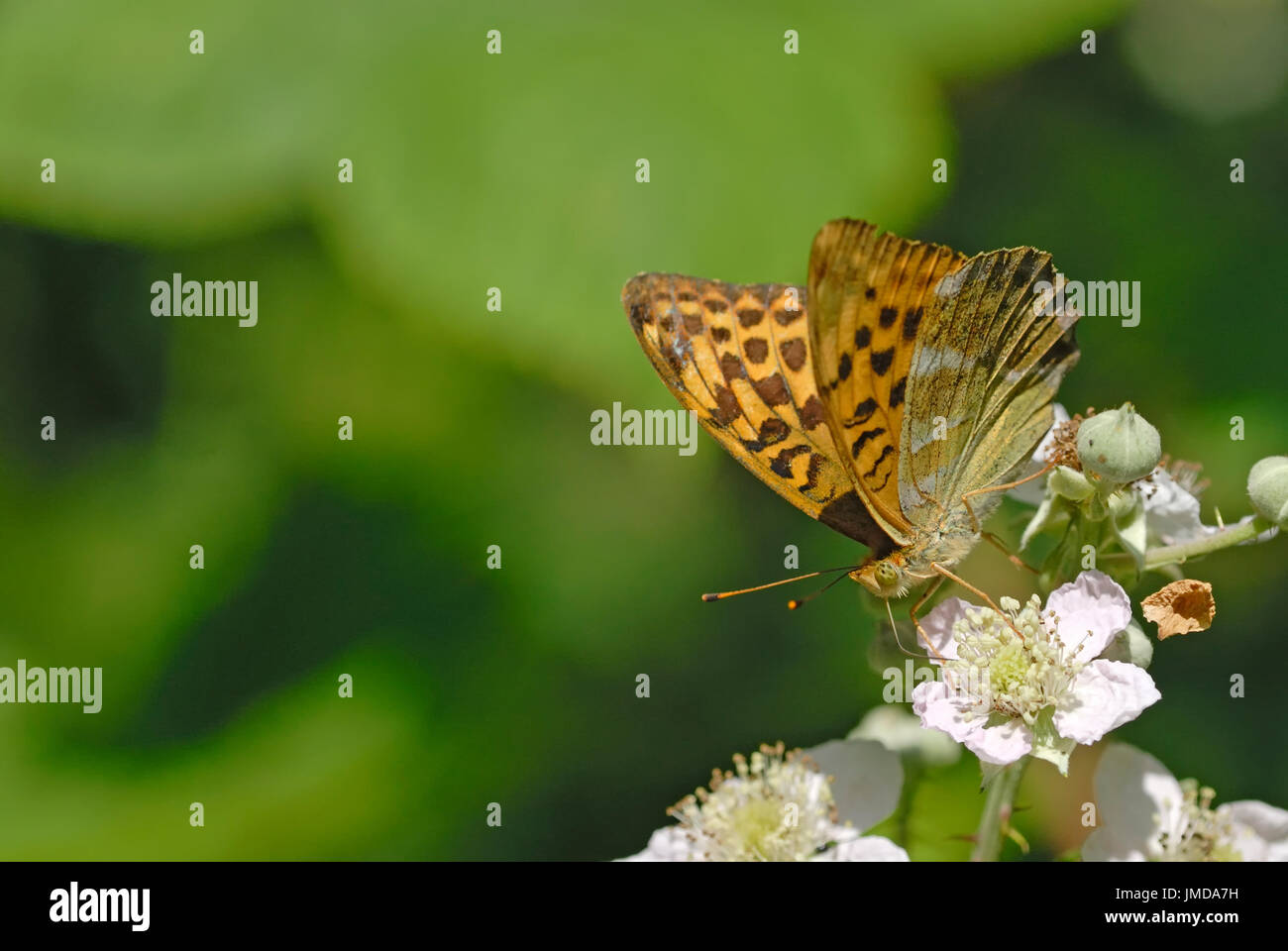 A silver - washed fritillary butterfly ( Argynnis paphia ) nectaring on bramble blossom Stock Photo