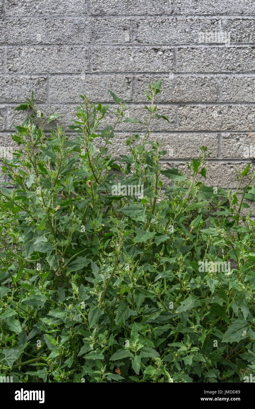 Spear-Leaved Orache / Atriplex hastata growing beside an outside concrete wall in the town of Newquay. Young leaves may be foraged and eaten cooked. Stock Photo