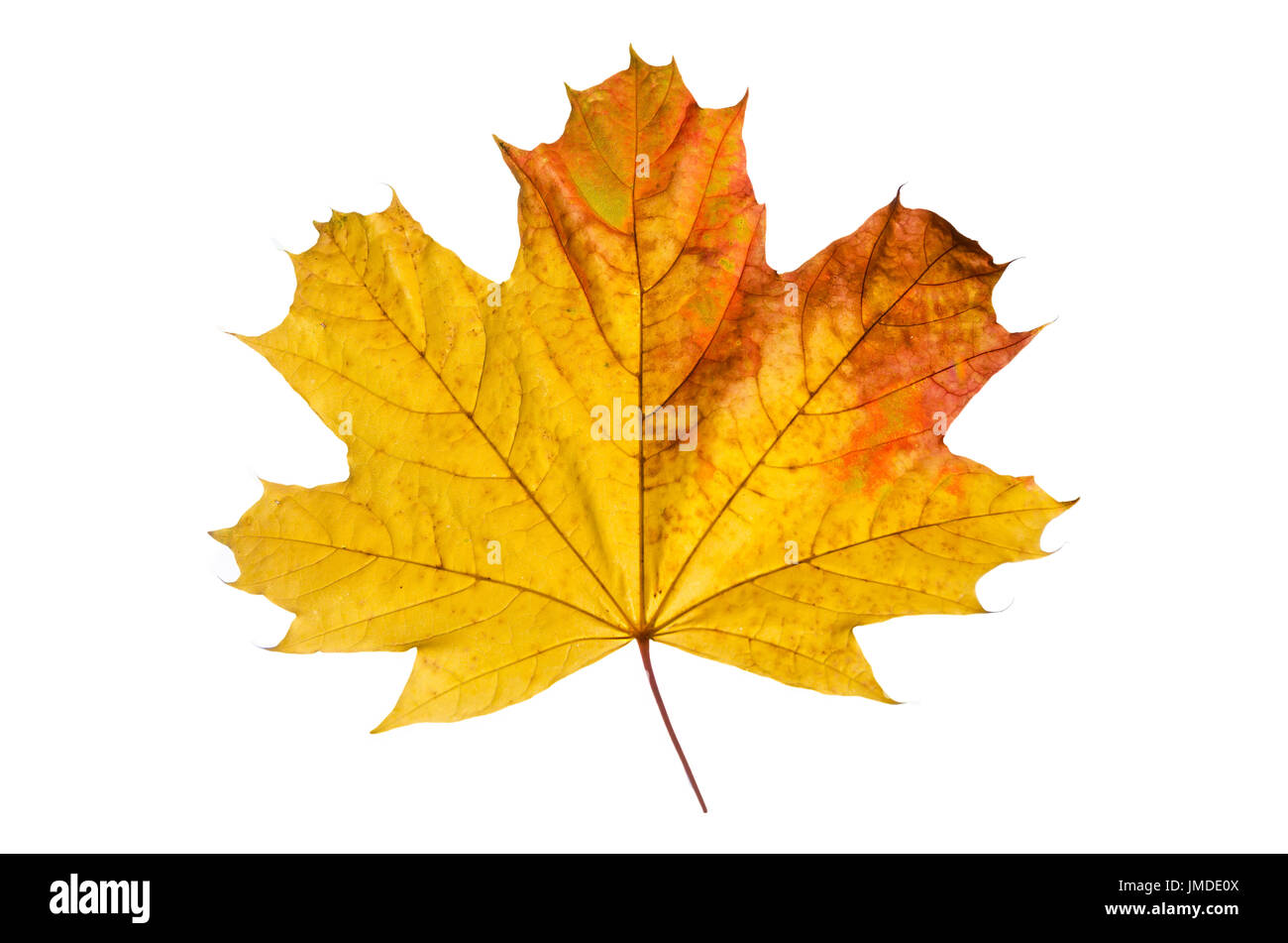Maple leaf (Acer platanoides or Norway maple)  with its typically autumn colour on the white Stock Photo
