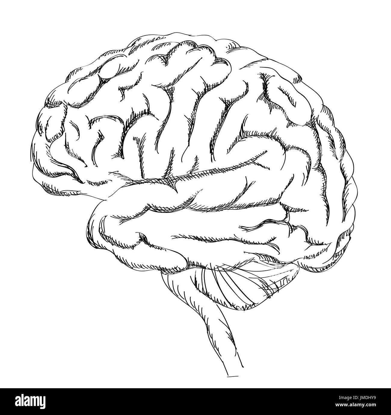 Brain anatomy. Human brain lateral view. Sketch illustration isolated on white background. Stock Photo