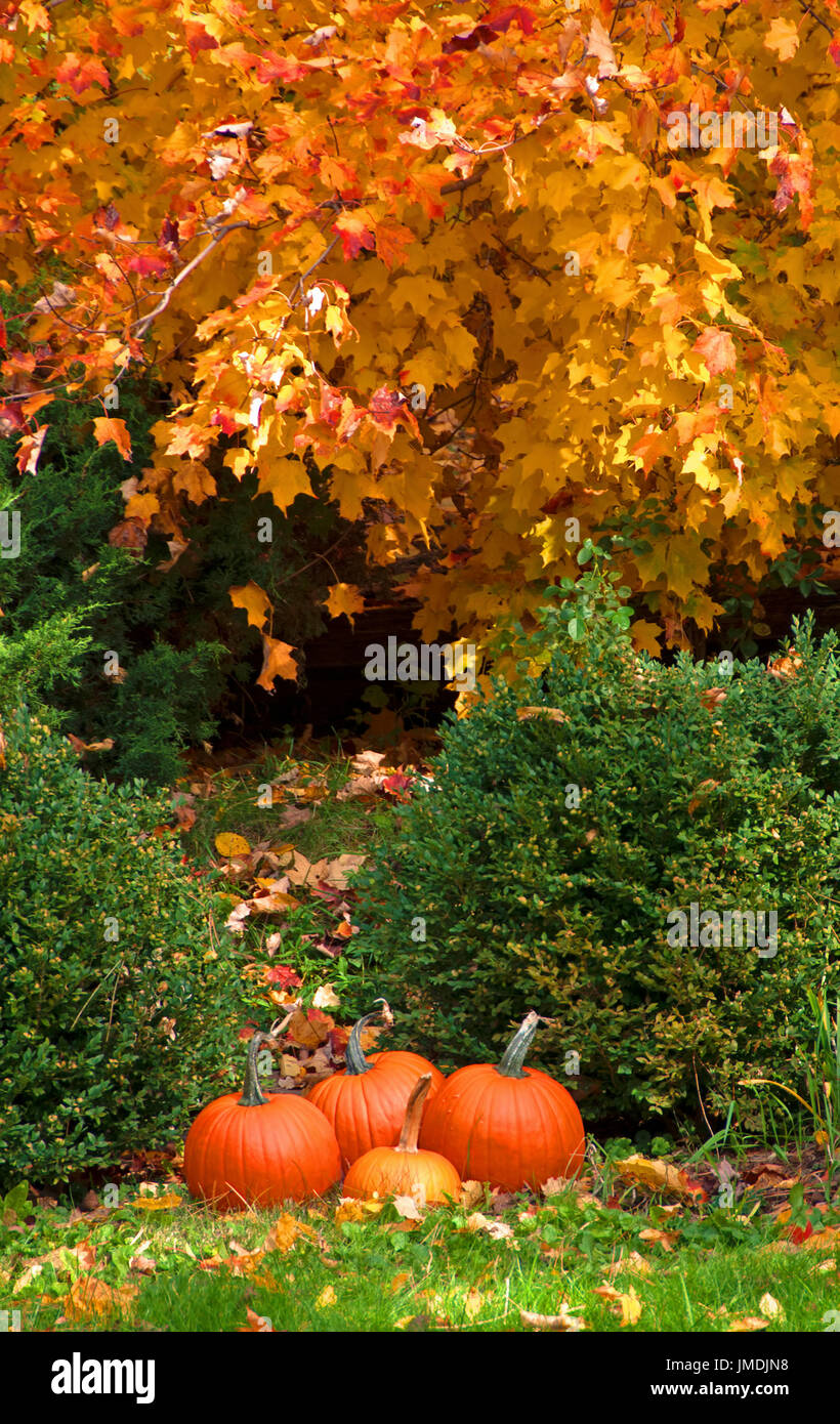 Fall Leaves and Pumpkins Stock Photo - Alamy