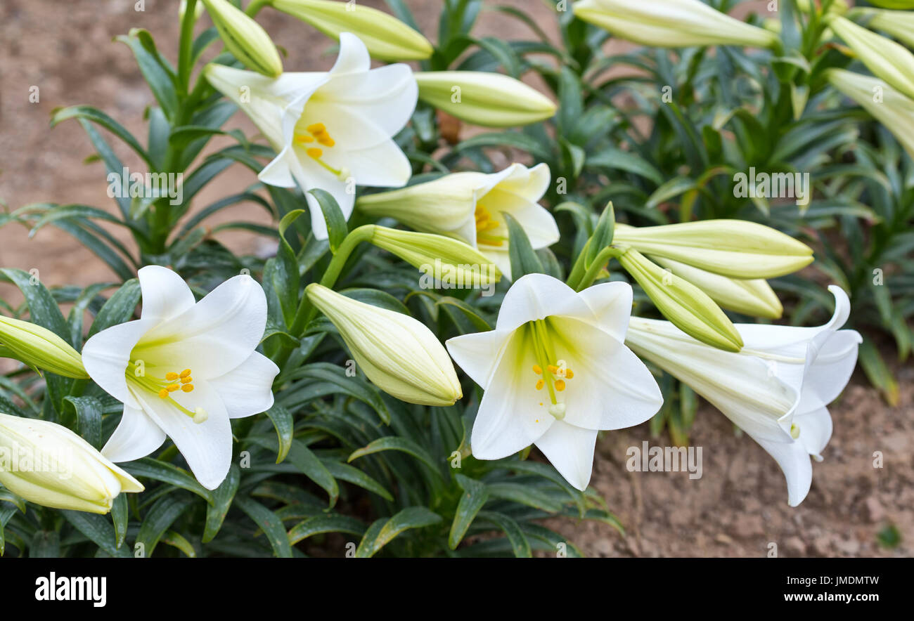 Easter Lilies 'Lilium longiflorum' farming, flowering  Easter Lilies growing on the cool California North Coast. Stock Photo