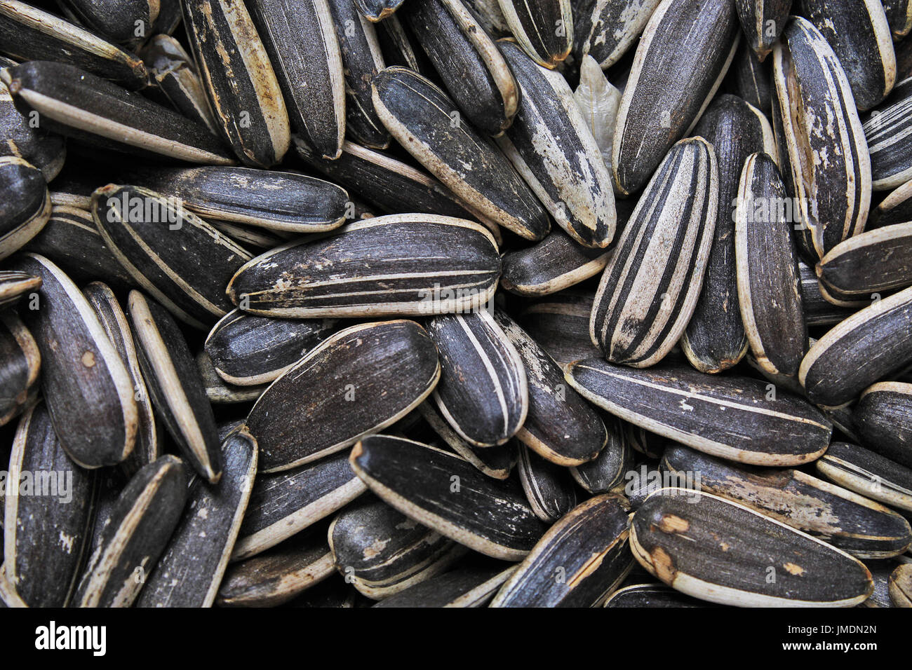 Sunflower seeds. Sunflower seed texture as background. Black and white ...