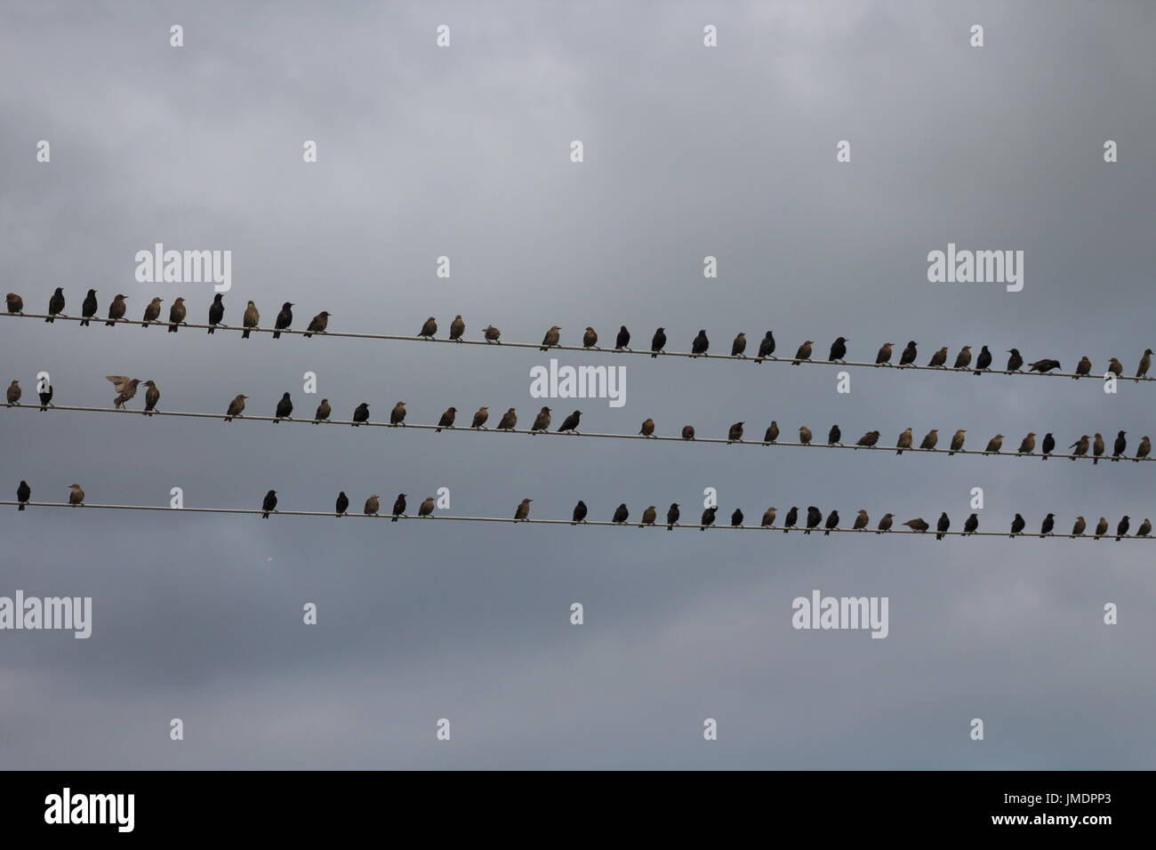 Starlings perching on power line Stock Photo