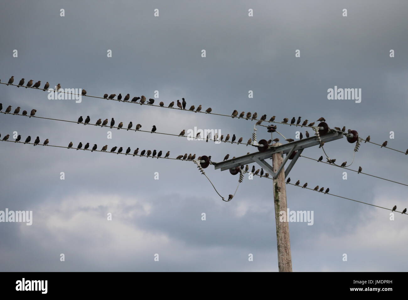 Starlings perching on power line Stock Photo