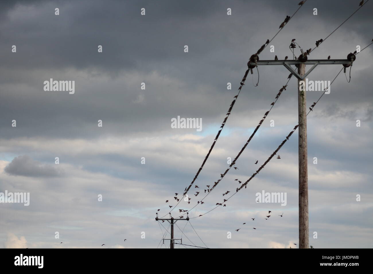 Starlings perching on power line Stock Photo