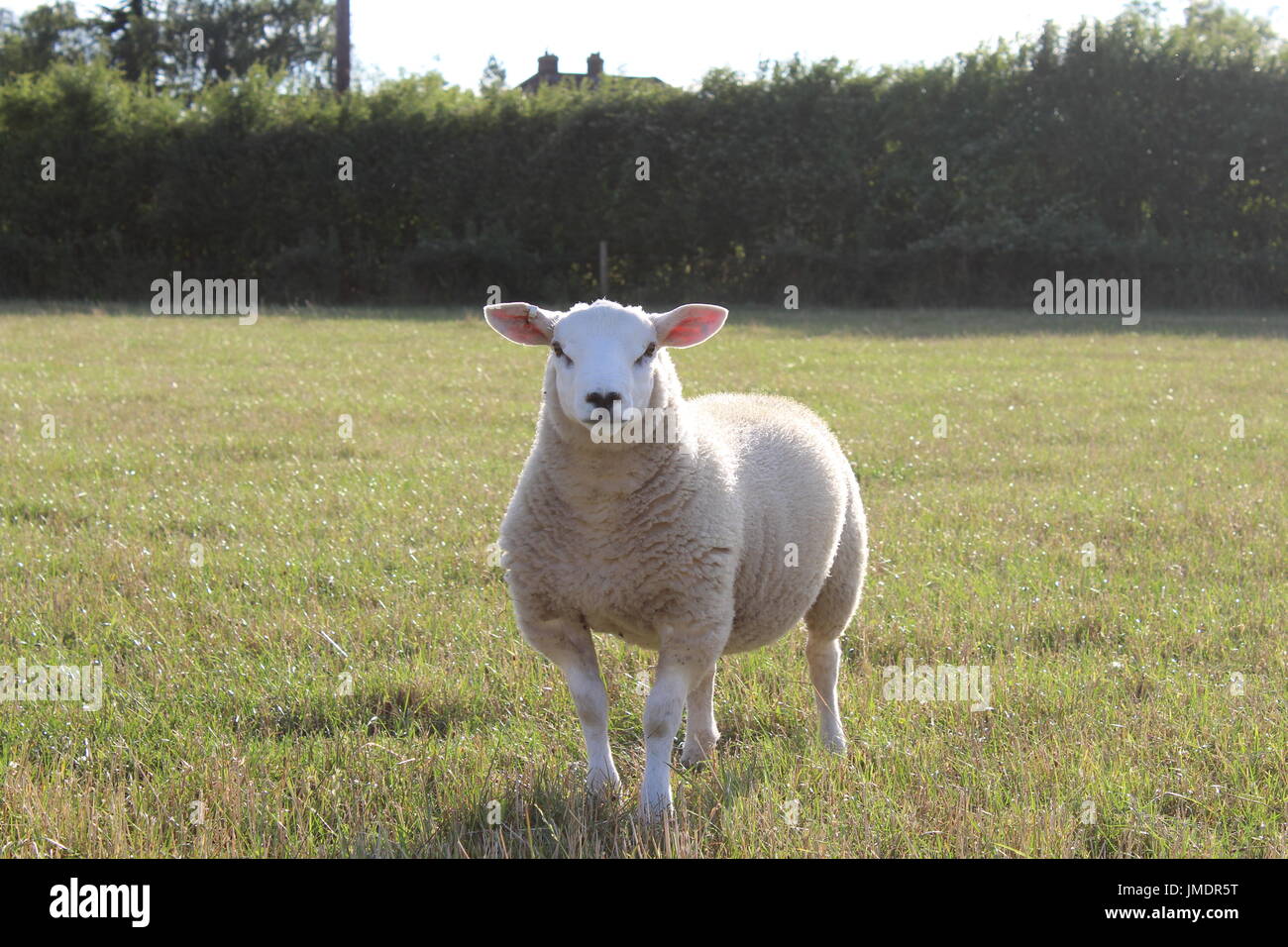 fat lambs in the sunshine Stock Photo