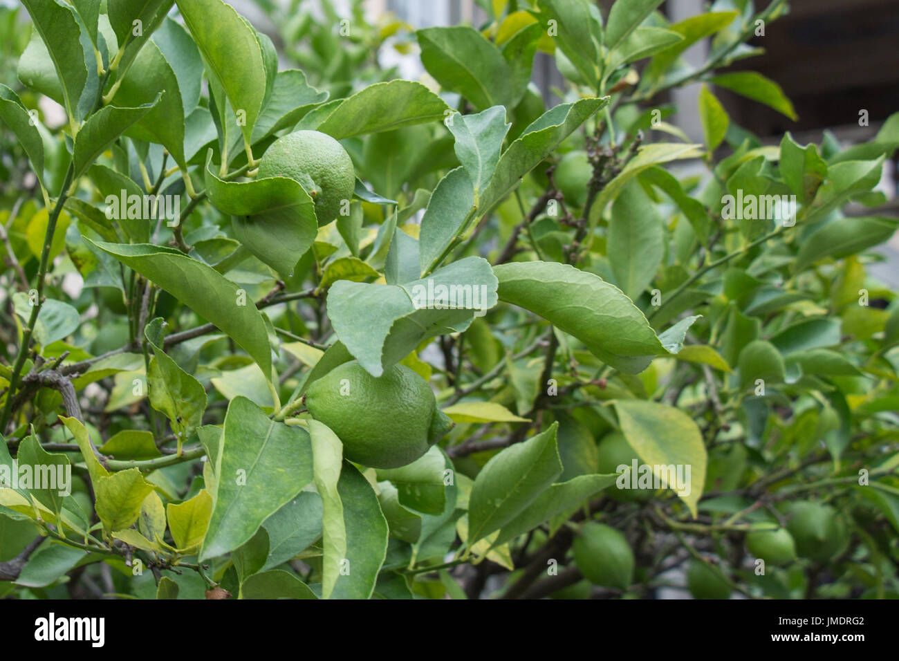 The close up view of a green lemon tree with lemon fruits. Stock Photo