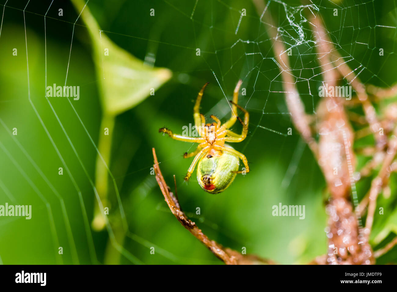 A small green spider (cucumber green spider - Araniella cucurbitina) on the web waits for a food. This spider is not poisonous for human. Stock Photo